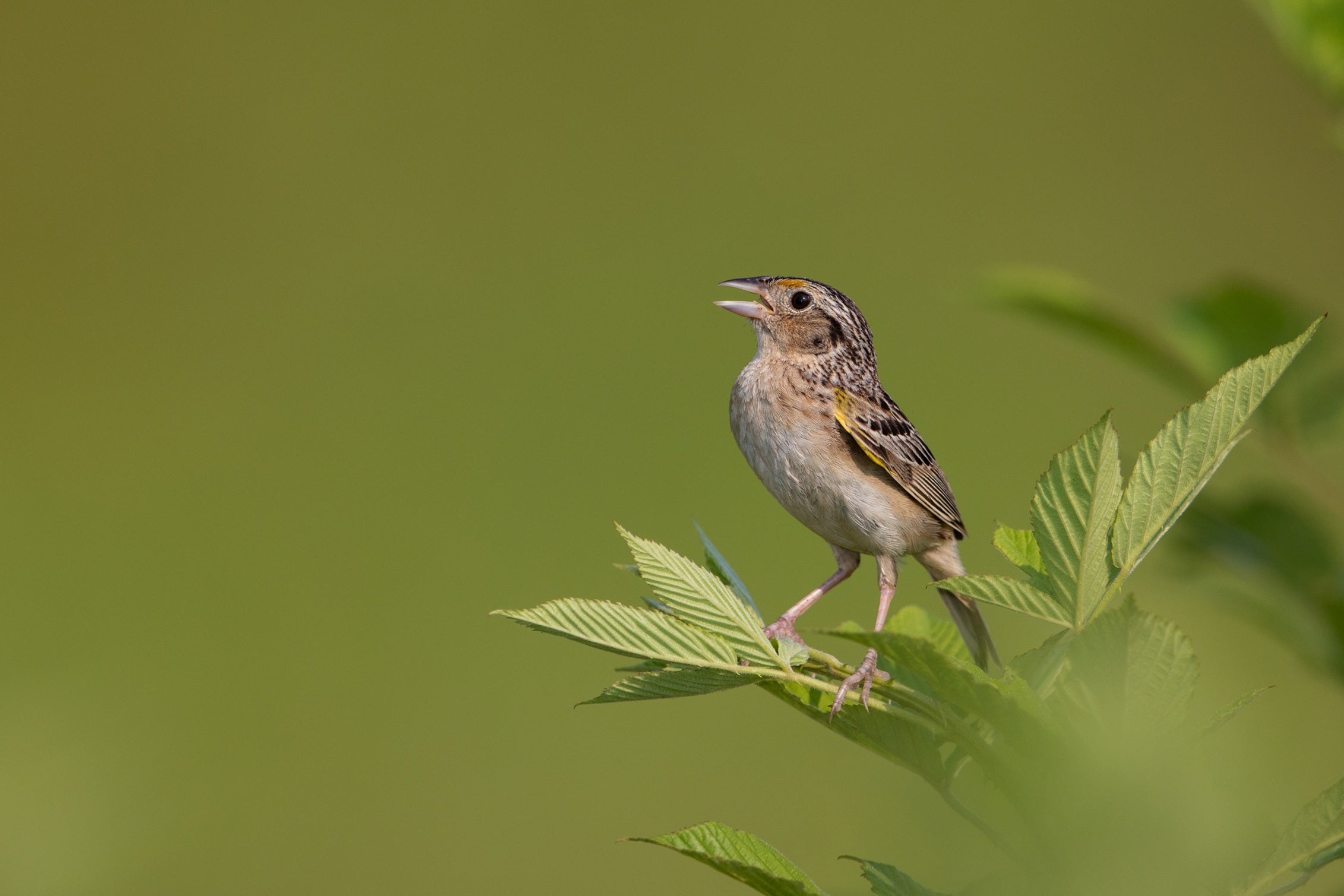 A Grasshopper Sparrow perches on a leafy branch, singing with its beak open. The small bird has a streaked brown and tan body with a hint of yellow on its wing, set against an out of focus, green background.